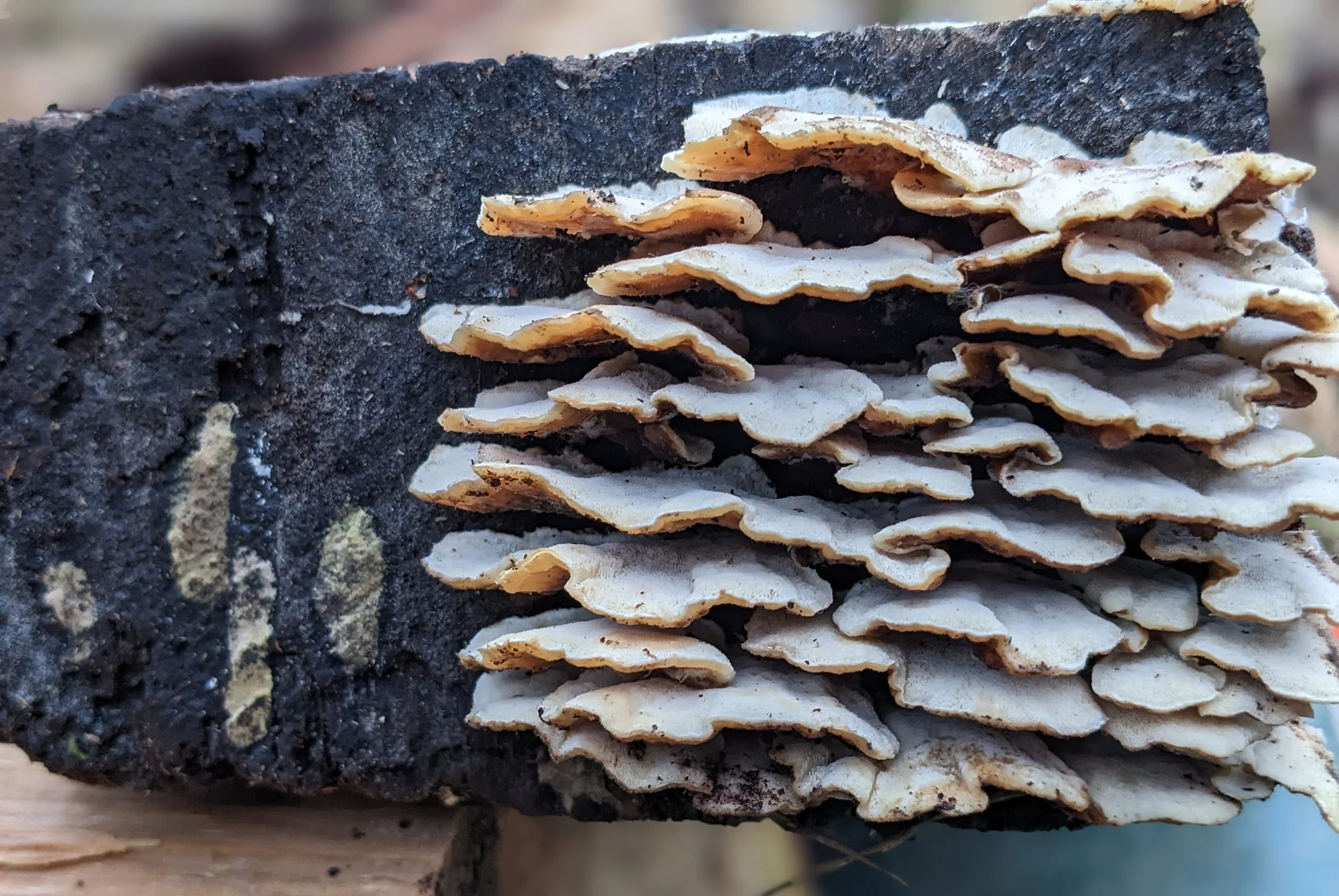 Close-up of spalted beech slab showing fungal-stained wood grain